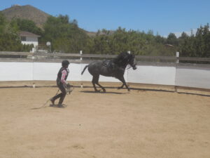 Carole Moving the Stallion Soñador in the Roundpen