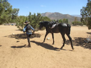 The Young Stallion Soñador Being Lead Quietly on the Lead Line